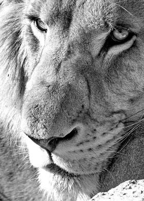 Lion Face Portrait