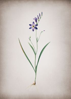 Vintage Ixia Secunda 