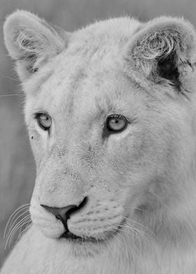 Young White Lion 7167 