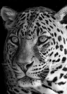 Leopard Portrait