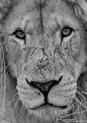 Lion Face b+w