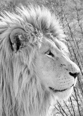 White Lion Portrait 4871