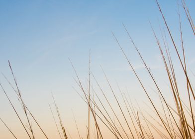 Dried grass in sunset sky