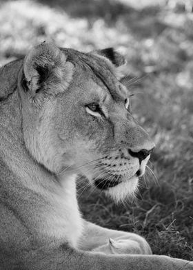 Lioness 7996