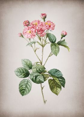 Vintage Pink Rosebush