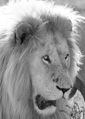 White Lion Male 7930