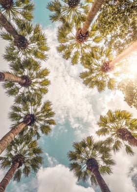 Sunny Palms | Sky | Greece