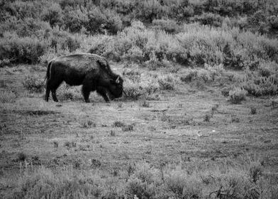 Bison in Black and White