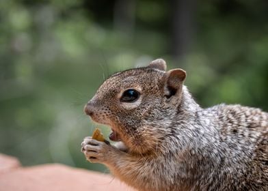 Portrait of a Squirrel 