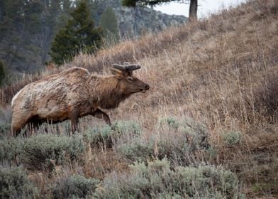 Elk at Yellowstone