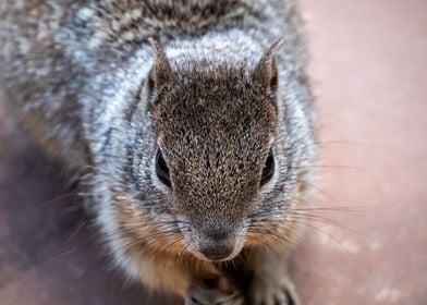 Angry Squirrel