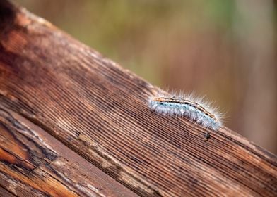 Fuzzy Caterpillars in Utah