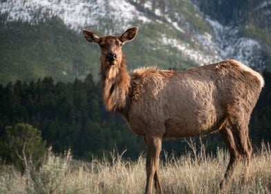 Deer at Yellowstone 