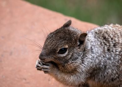 Portrait of a Squirrel 