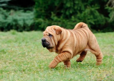 Chinese Shar pei puppy 