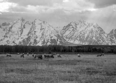 Herd of Elk 