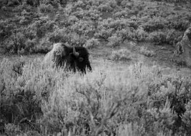 Bison in Black and White