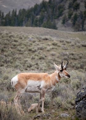 Pronghorn at Yellowstone 