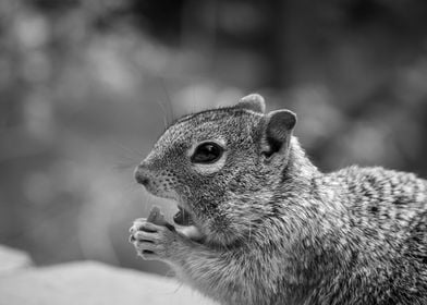 Portrait of a Squirrel 