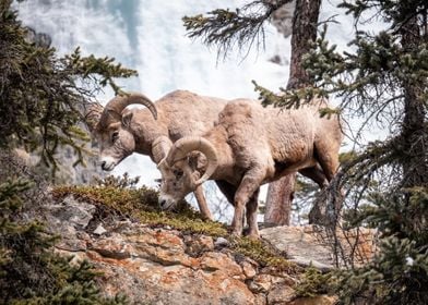 Big Horn Sheep 