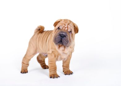 Chinese Shar pei puppy