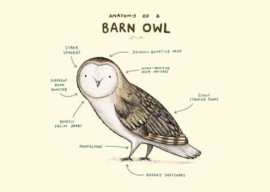 Anatomy of a Barn Owl