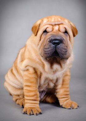 Chinese Shar pei puppy