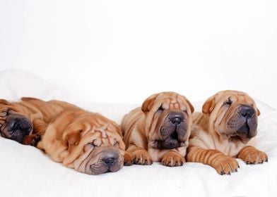 Chinese Shar pei puppies