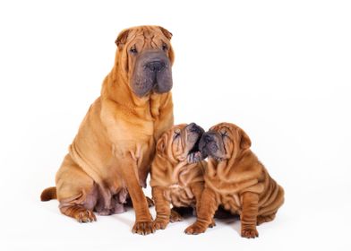 Chinese Shar pei puppies