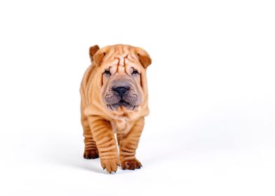 Chinese Shar pei puppy 