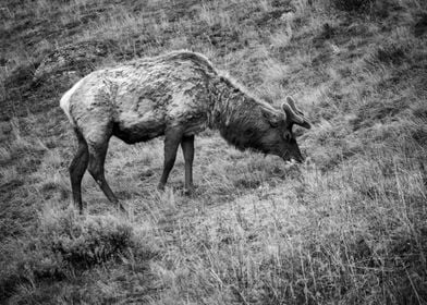 Elk at Yellowstone 