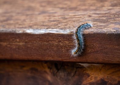 Fuzzy Caterpillars in Utah