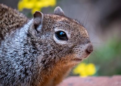 Portrait of a Squirrel