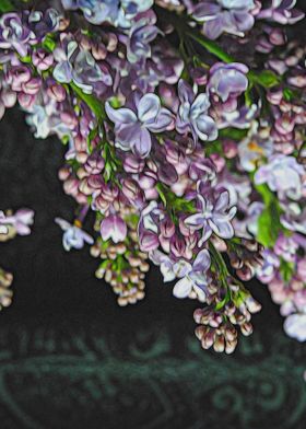 Light Purple Lilacs
