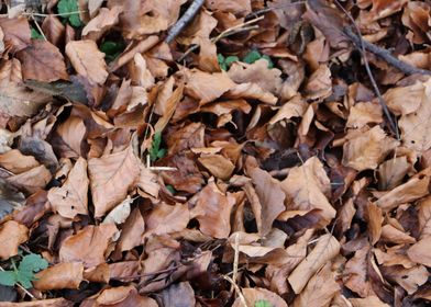 Pile of fallen leaves 