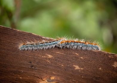 Fuzzy Caterpillars in Utah