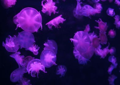 Jelly Fish Purple
