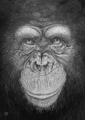 Face to face, Chimpanzee 1