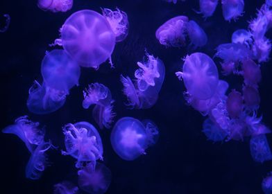 Jelly Fish Violet