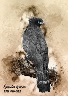 Black hawk eagle
