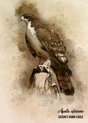 Cassins hawk eagle
