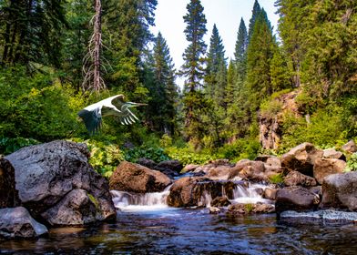 Heron on the river