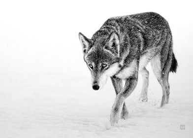 Wolf in the snow