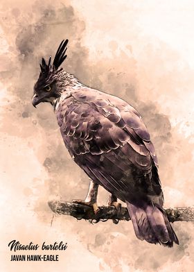 Javan hawk eagle