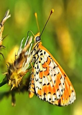 Spotted Fritillary 