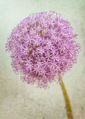 Allium III