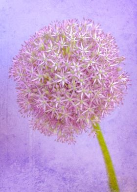 Allium I