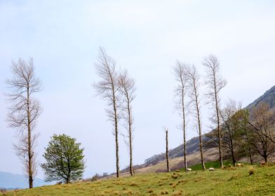 Scottish Landscape