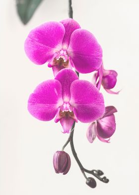  Phalaenopsis Orchid flowe