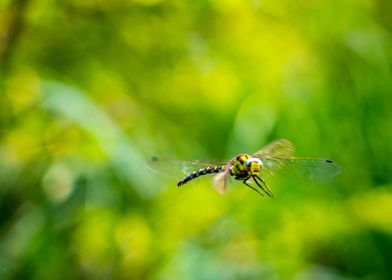Flying Dragonfly in forest